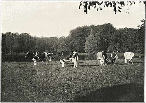 Koeien op de Kleine Koeweide omstreeks 1913.