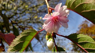 Roze winterkers