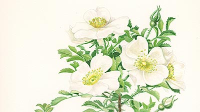 Rosa spinosissima